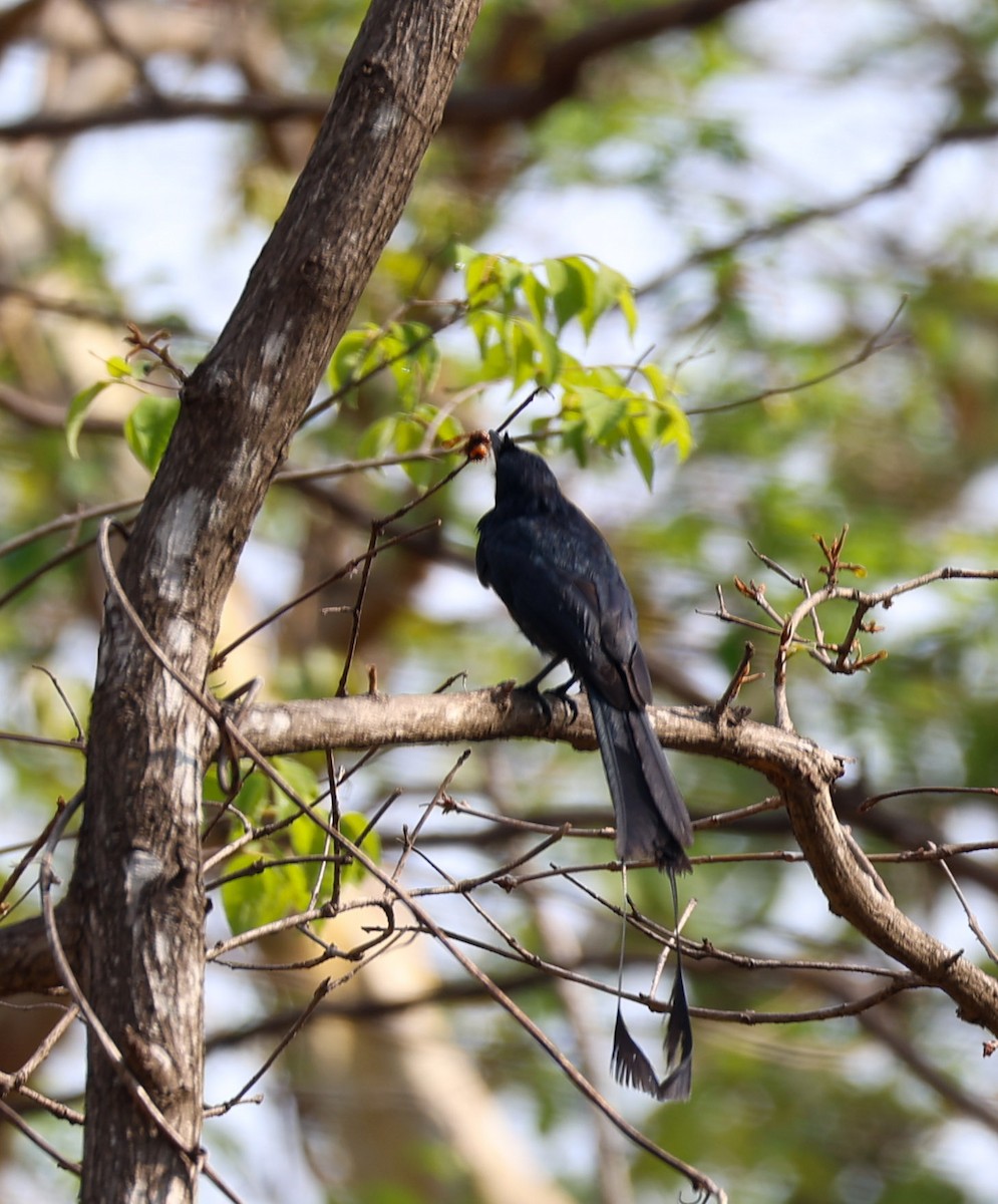 Greater Racket-tailed Drongo - ML620350357