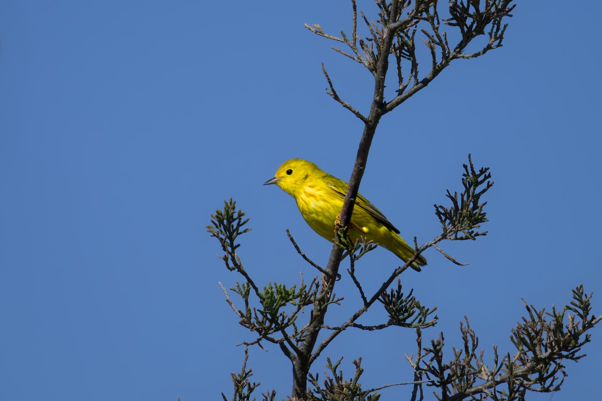 Yellow Warbler - ML620350366