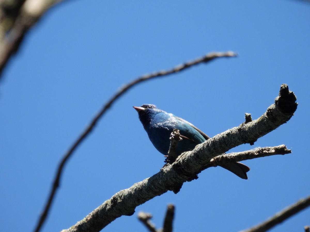 Indigo Bunting - ML620350367