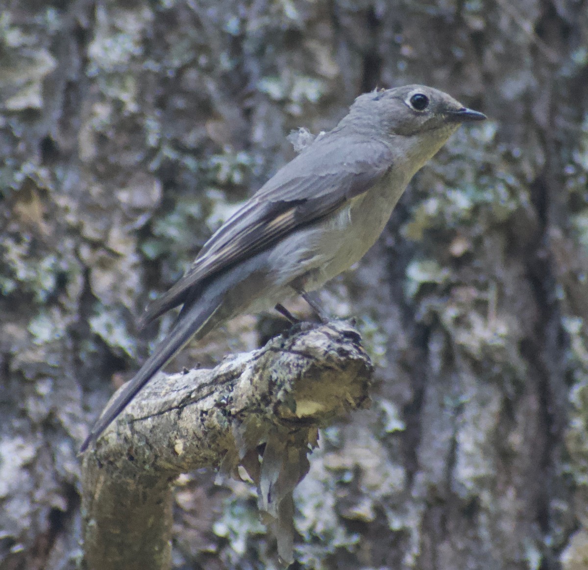 Townsend's Solitaire - ML620350374