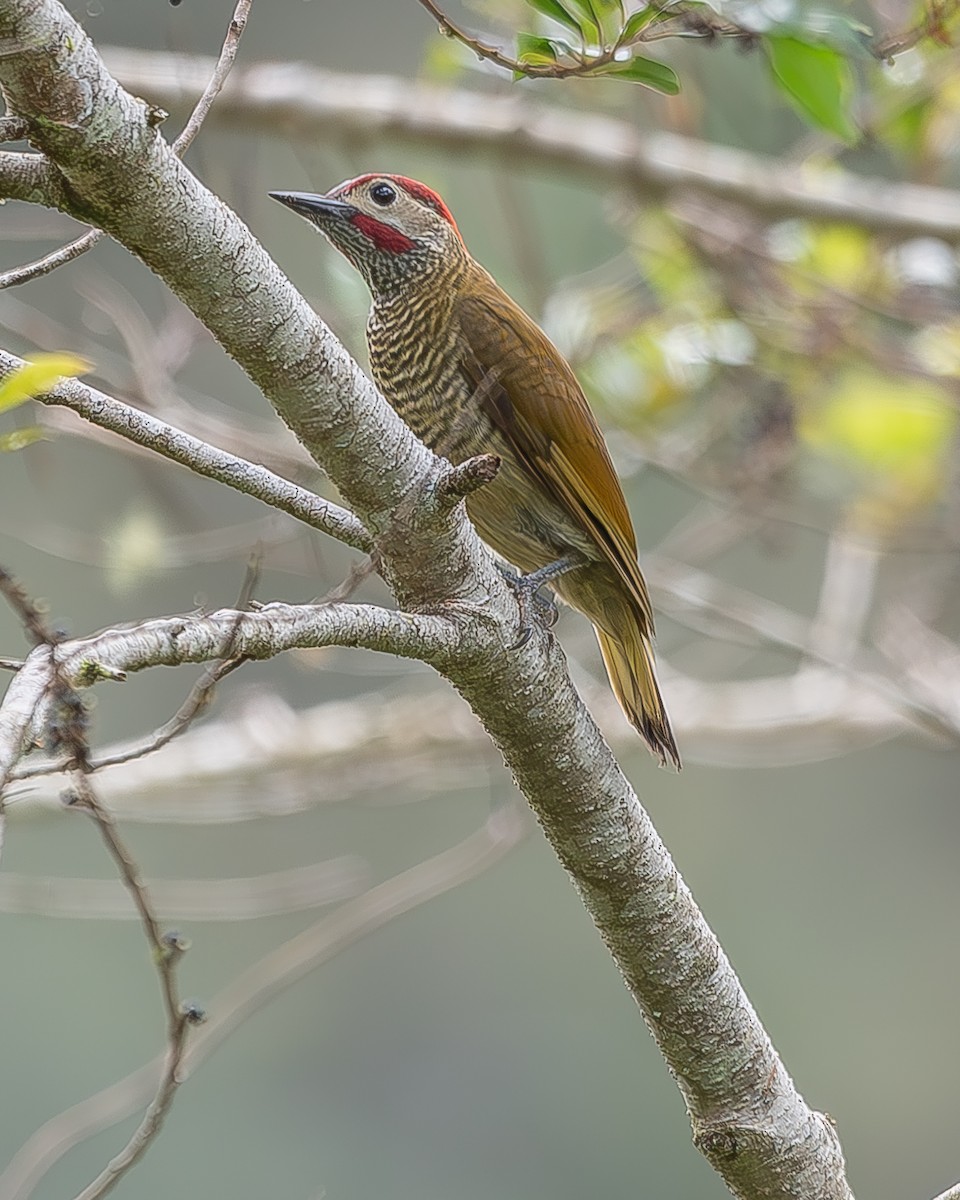 Golden-olive Woodpecker - ML620350377