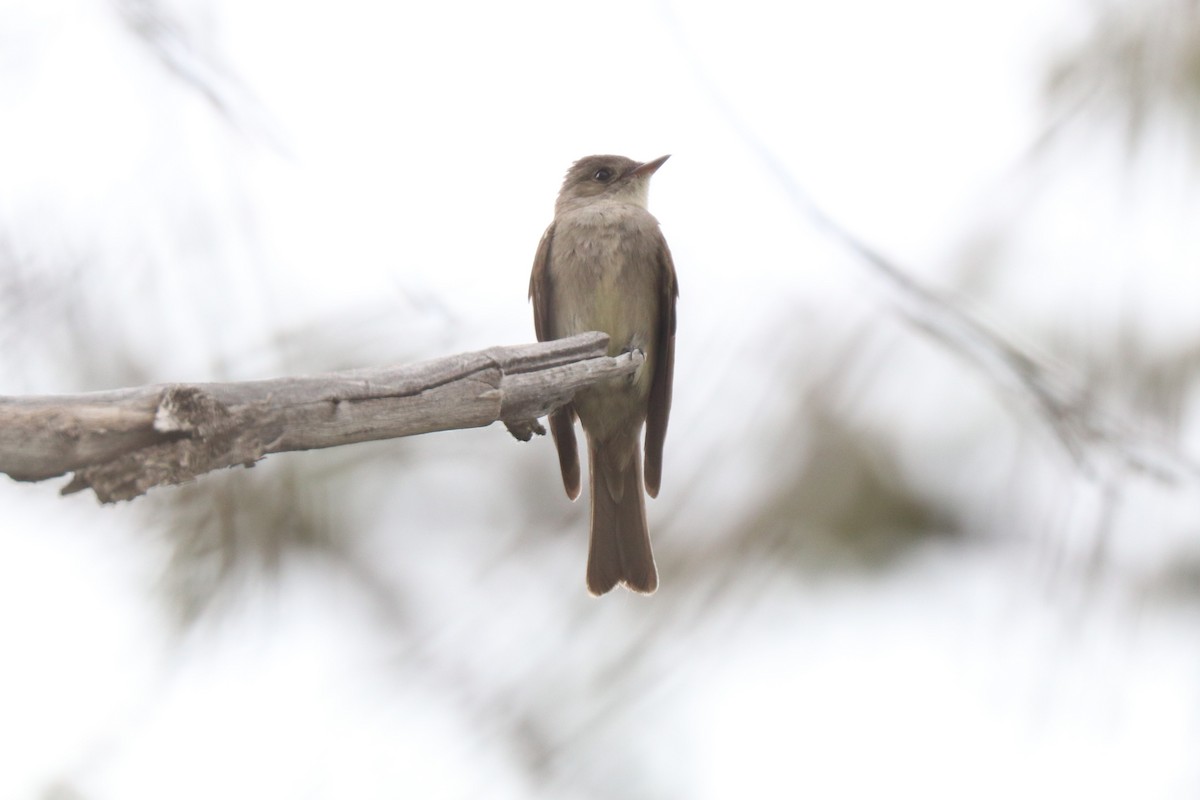 Western Wood-Pewee - ML620350379