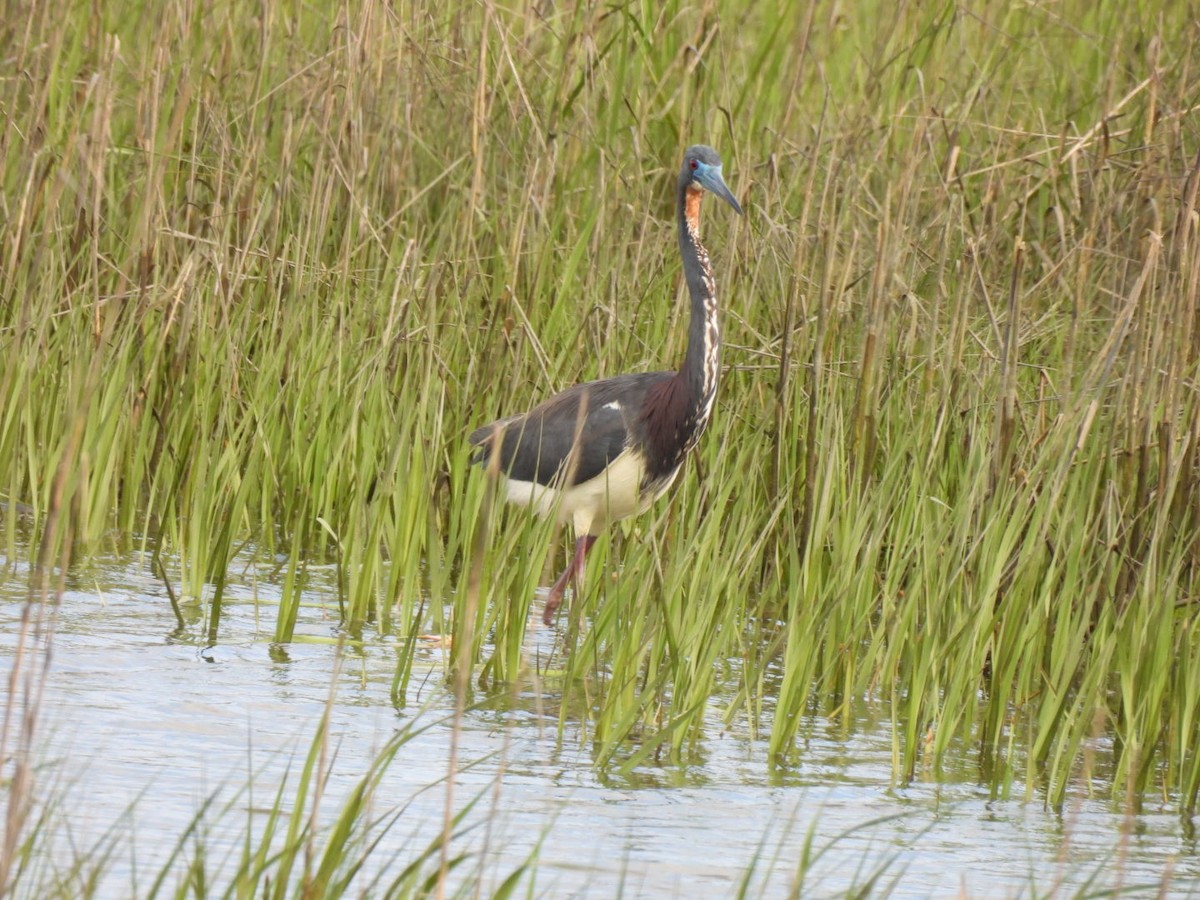 Tricolored Heron - ML620350382