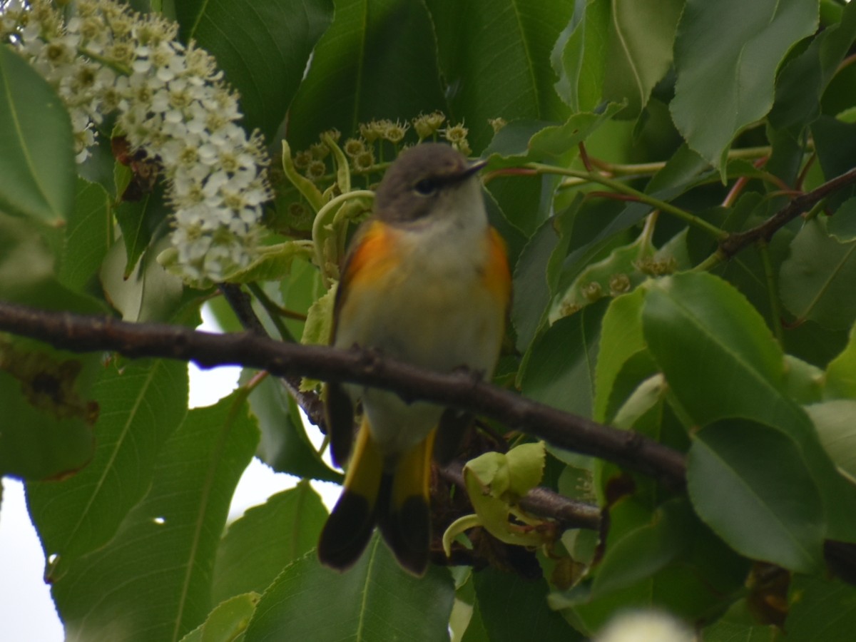American Redstart - ML620350387
