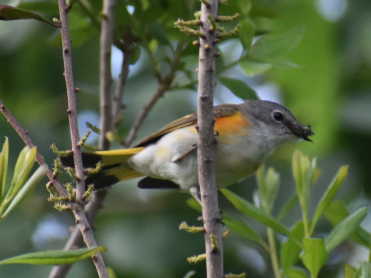 American Redstart - ML620350399