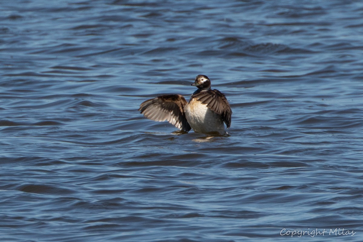 Long-tailed Duck - ML620350400