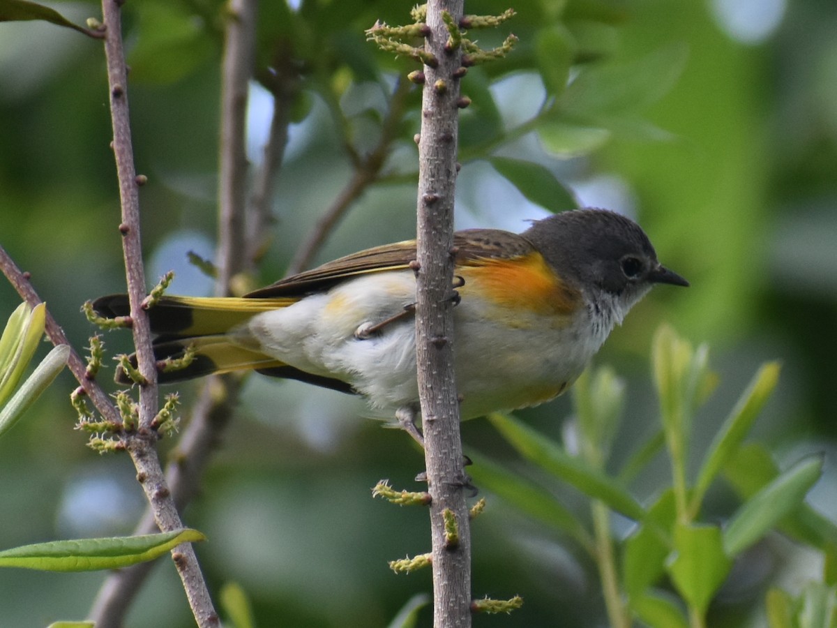 American Redstart - ML620350401