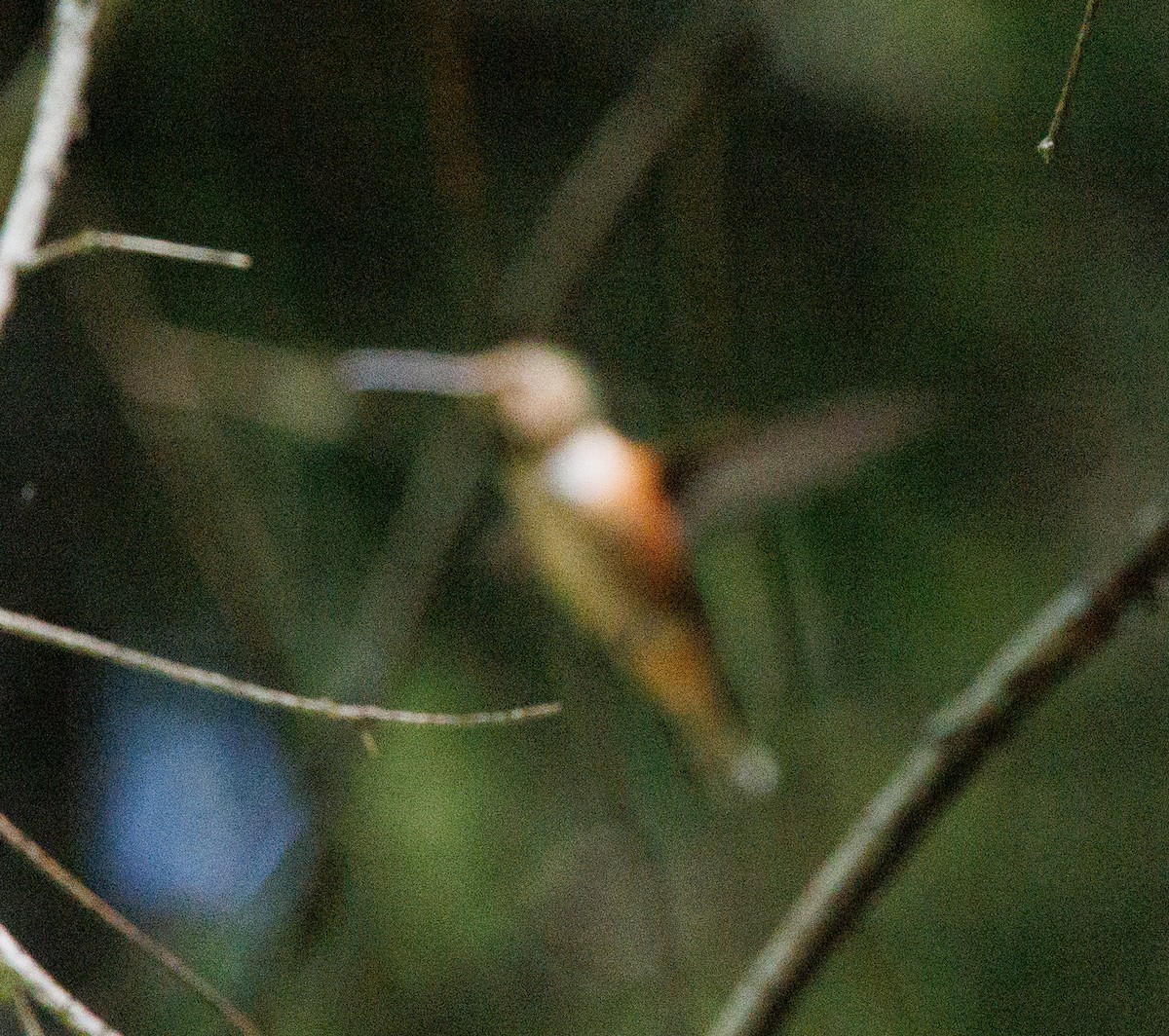 Rufous Hummingbird - ML620350415