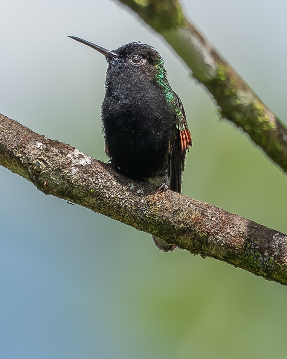 kolibřík kostarický - ML620350419