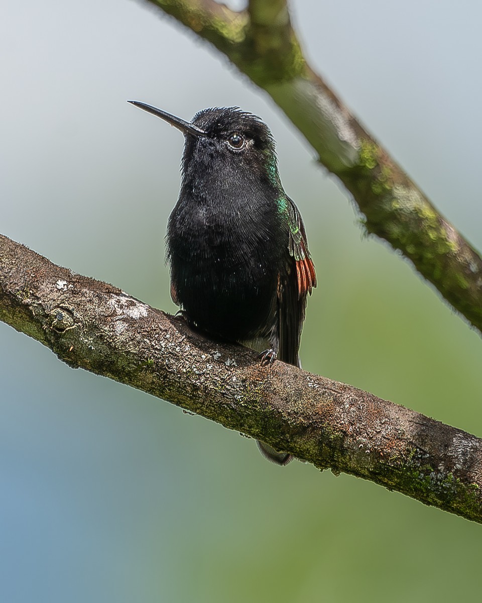 Black-bellied Hummingbird - ML620350420