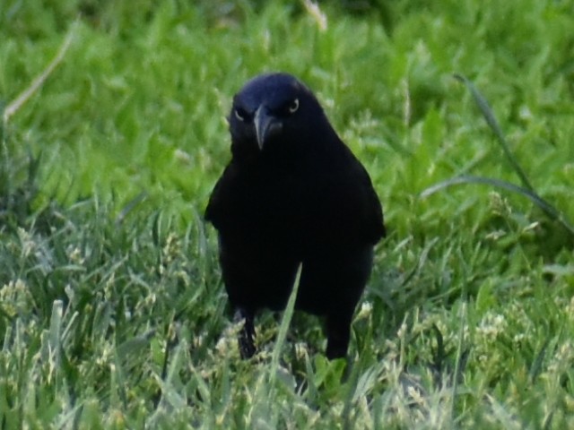 Common Grackle - ML620350423