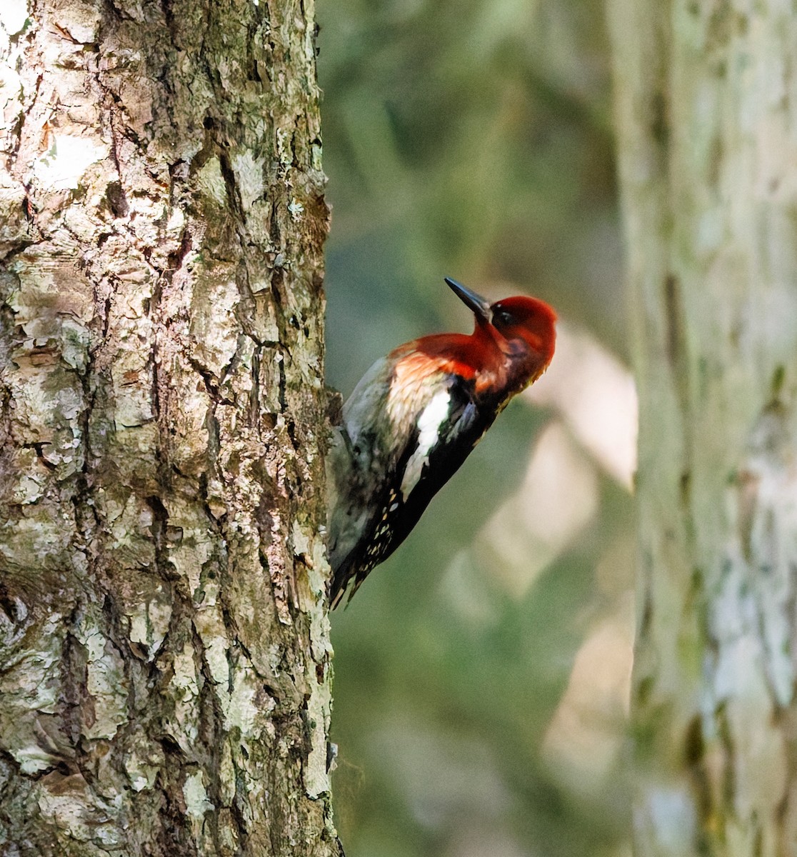 Red-breasted Sapsucker - ML620350471