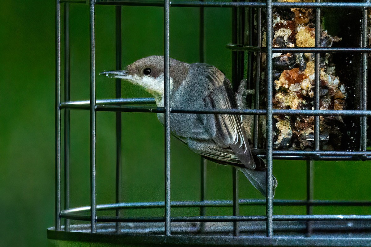Brown-headed Nuthatch - ML620350472
