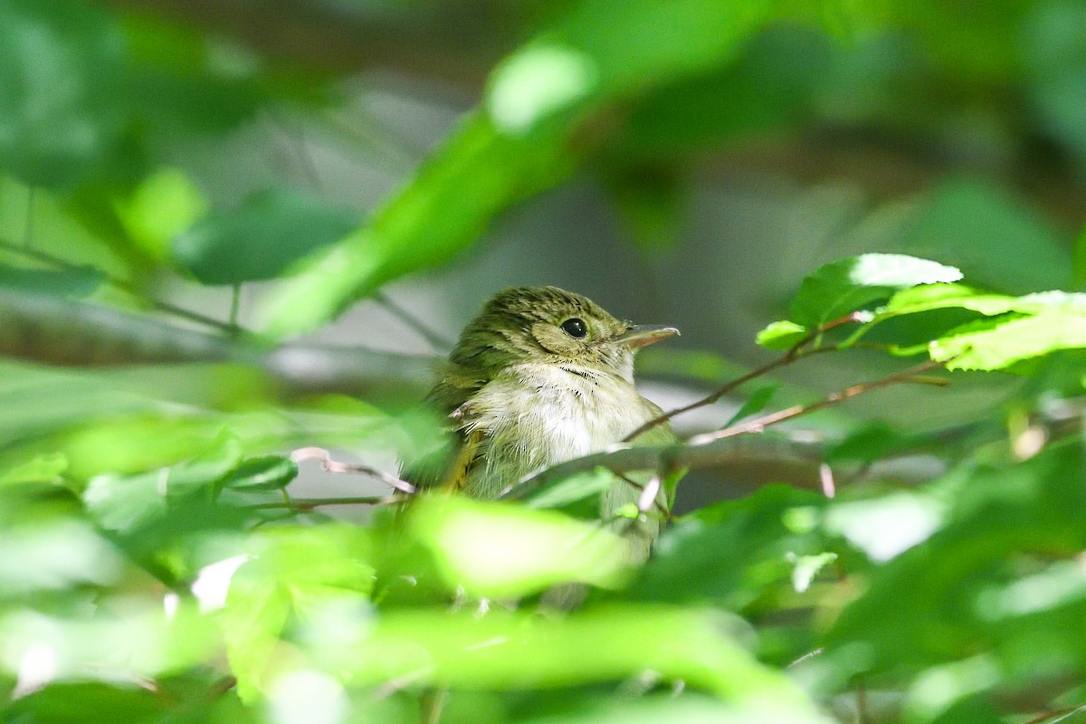 Acadian Flycatcher - ML620350485