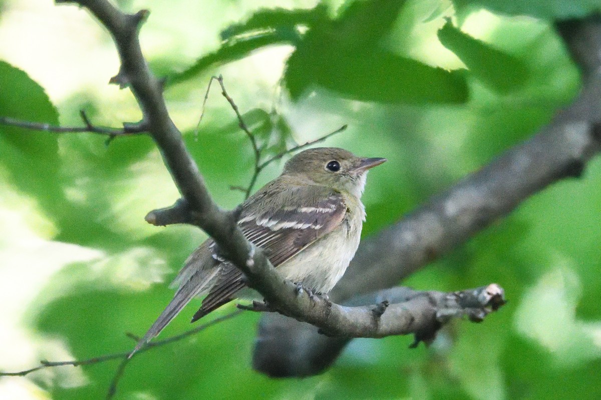 Acadian Flycatcher - ML620350486