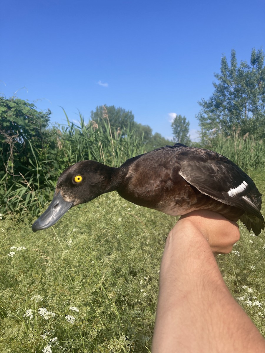 Tufted Duck - ML620350494