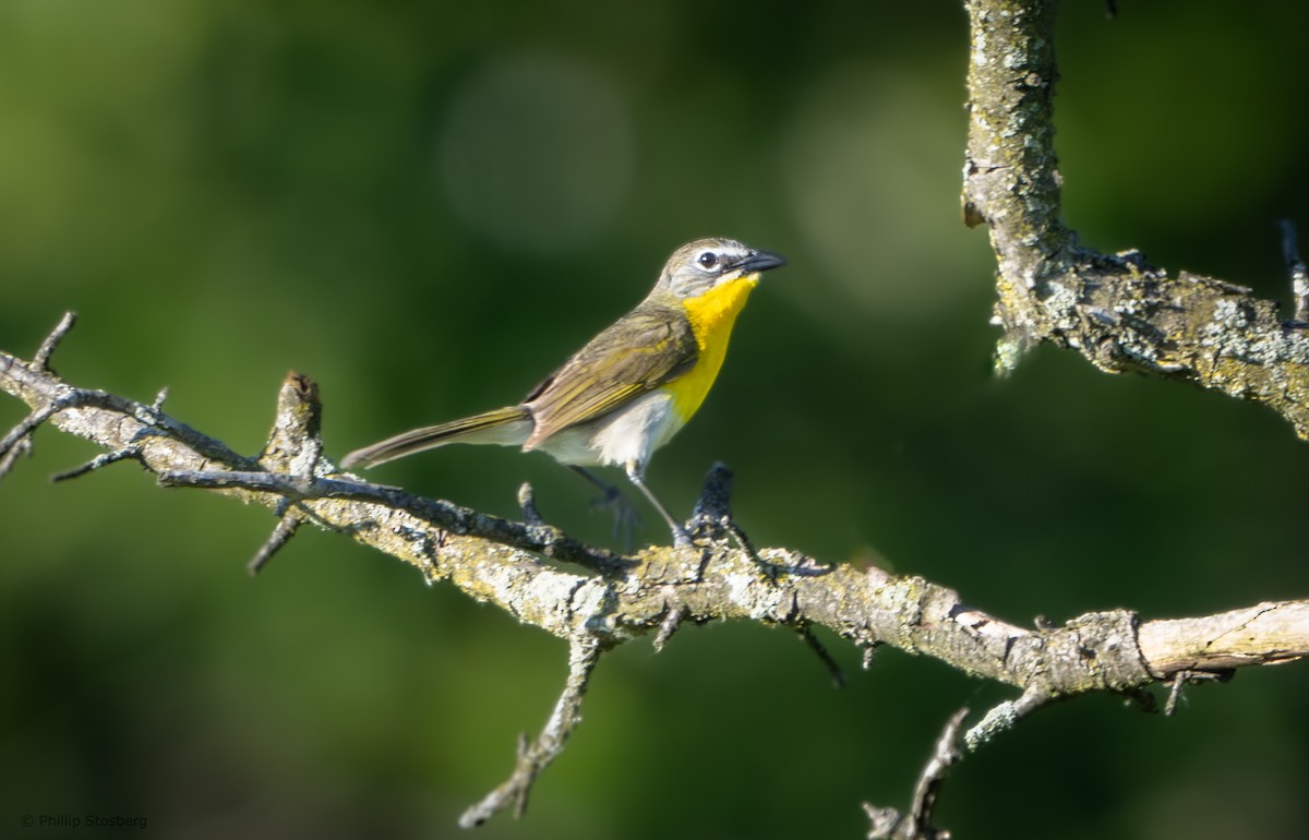 Yellow-breasted Chat - ML620350496