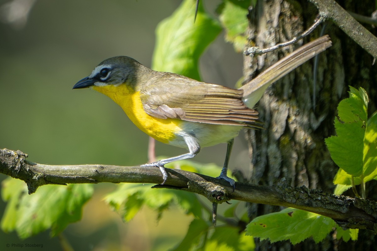 Yellow-breasted Chat - ML620350498