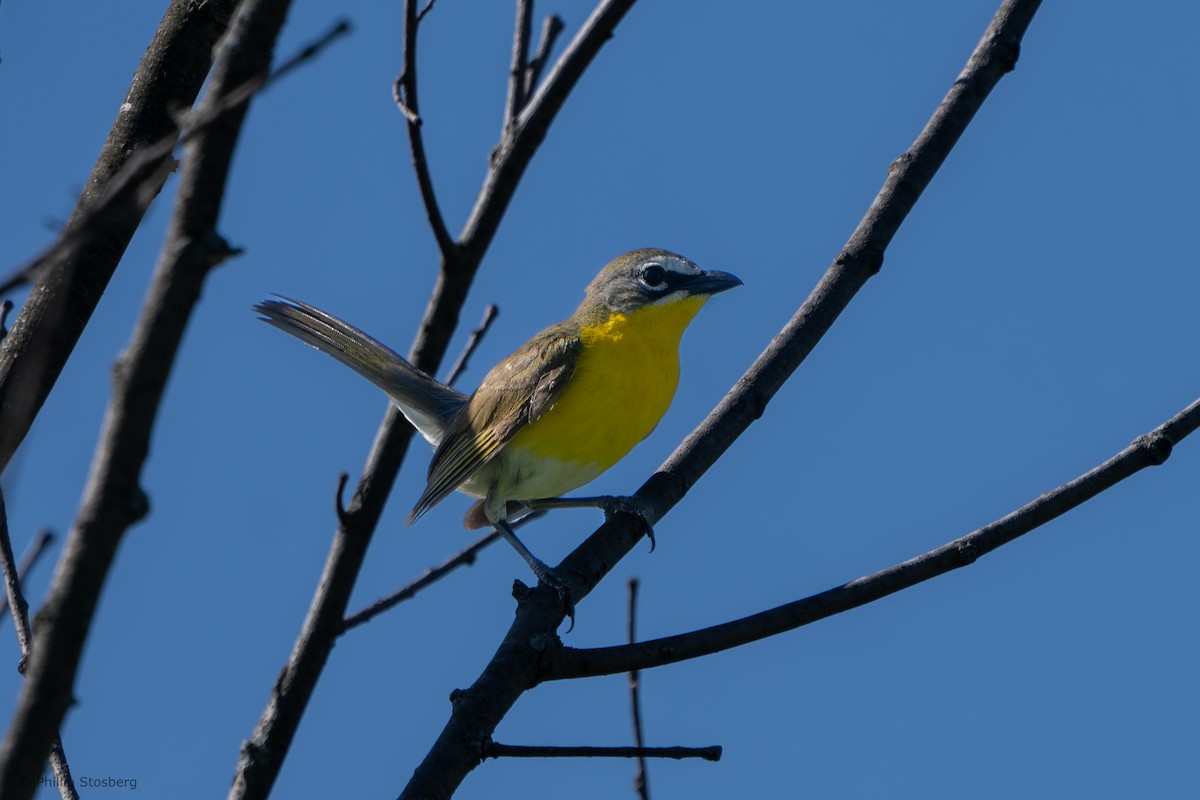 Yellow-breasted Chat - ML620350500