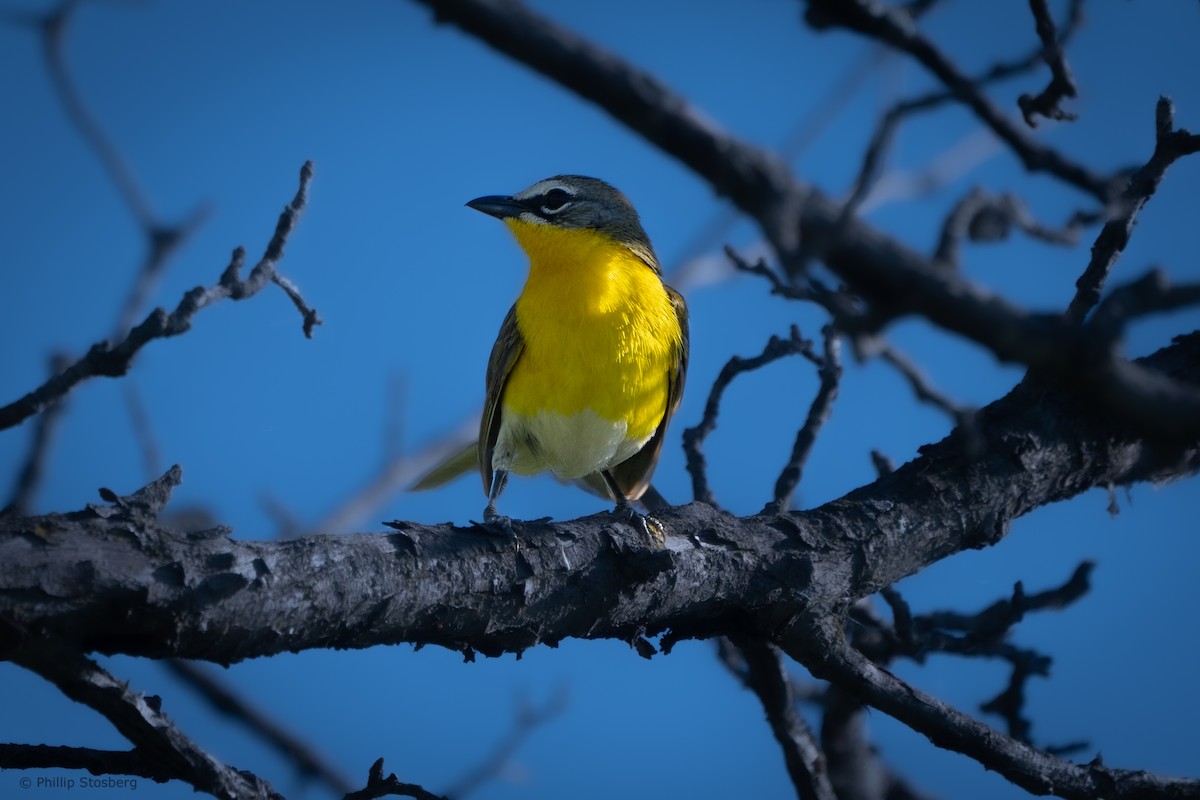 Yellow-breasted Chat - ML620350501