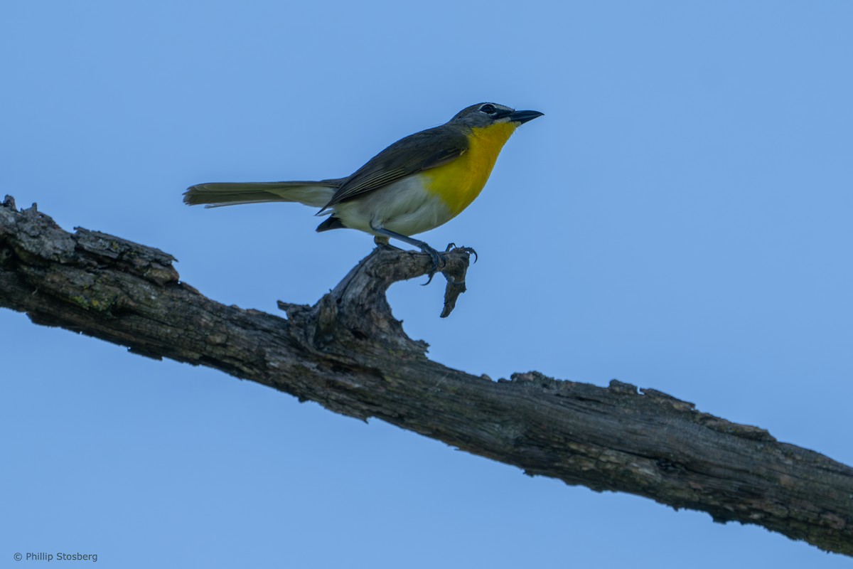 Yellow-breasted Chat - ML620350502