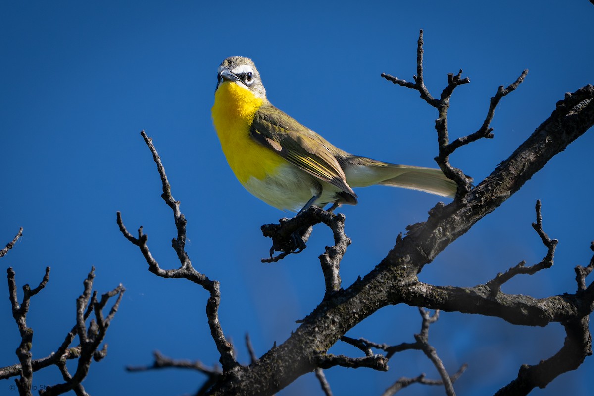 Yellow-breasted Chat - ML620350503