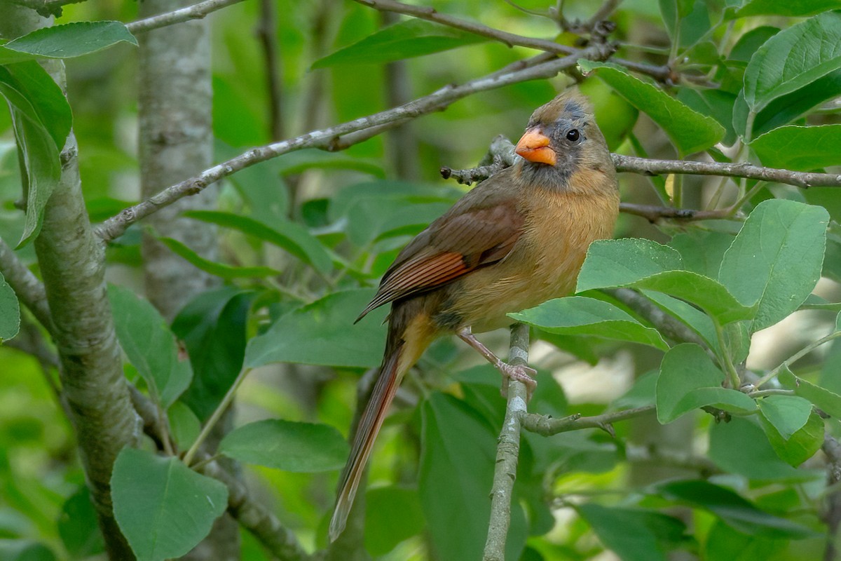 Cardinal rouge - ML620350519