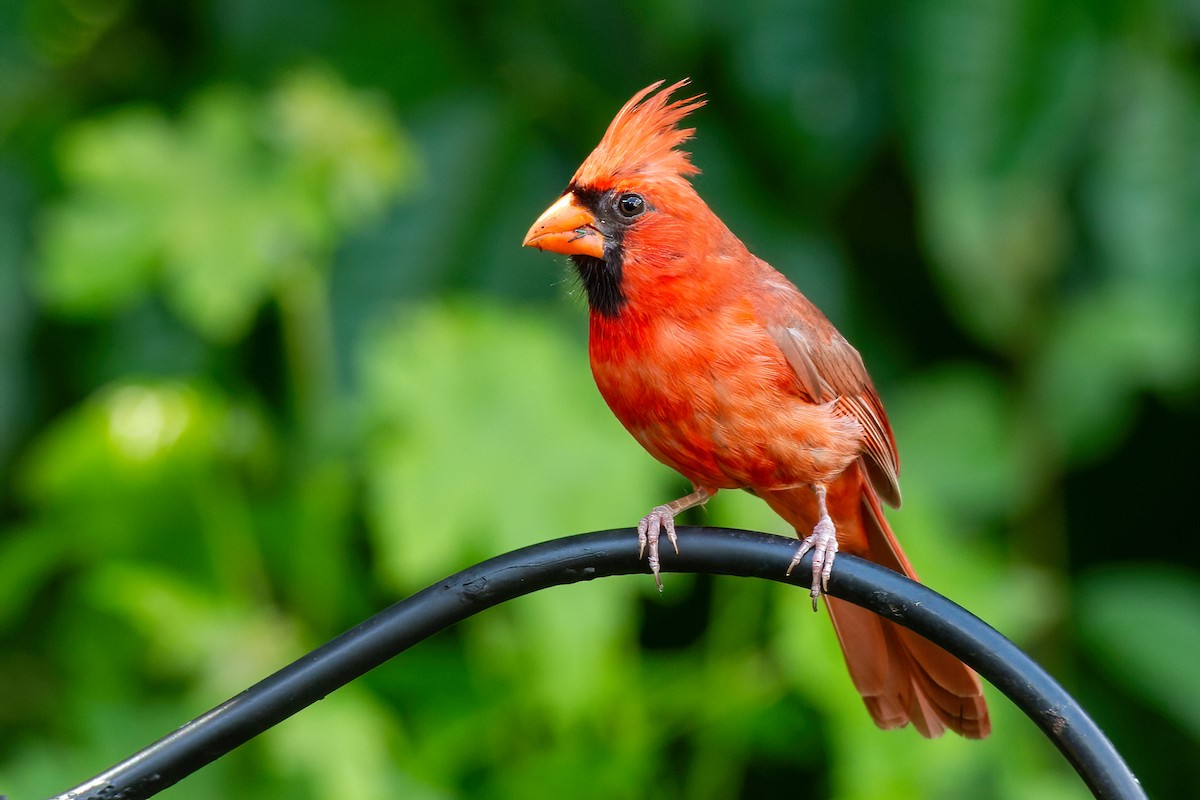 Cardinal rouge - ML620350520