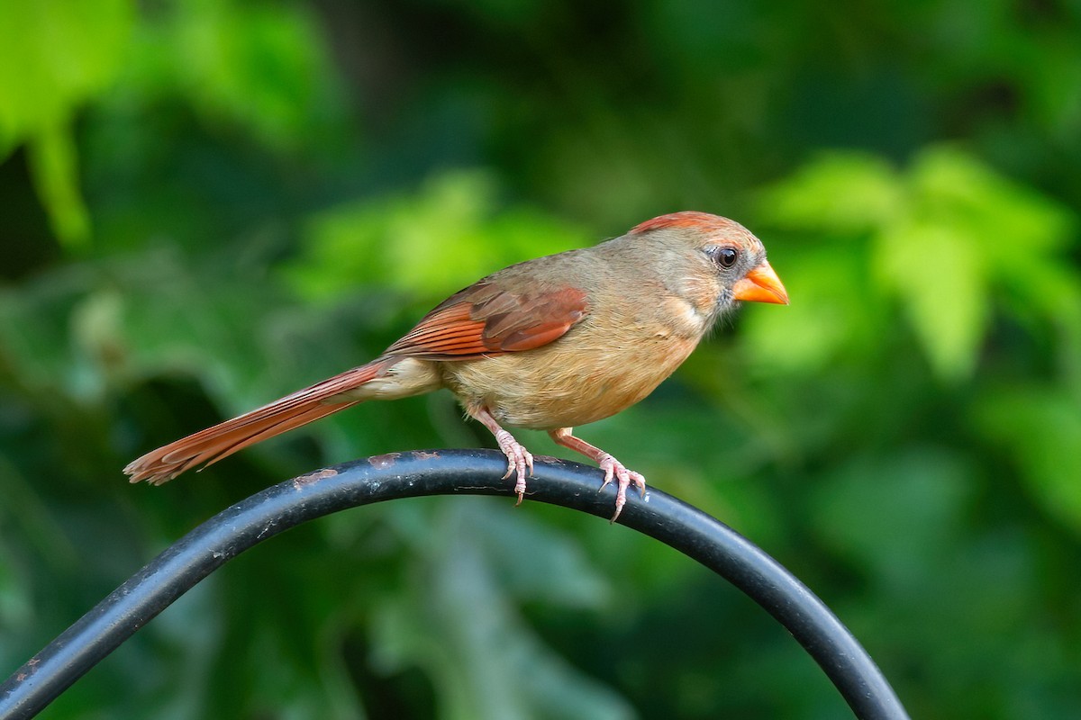 Cardinal rouge - ML620350521