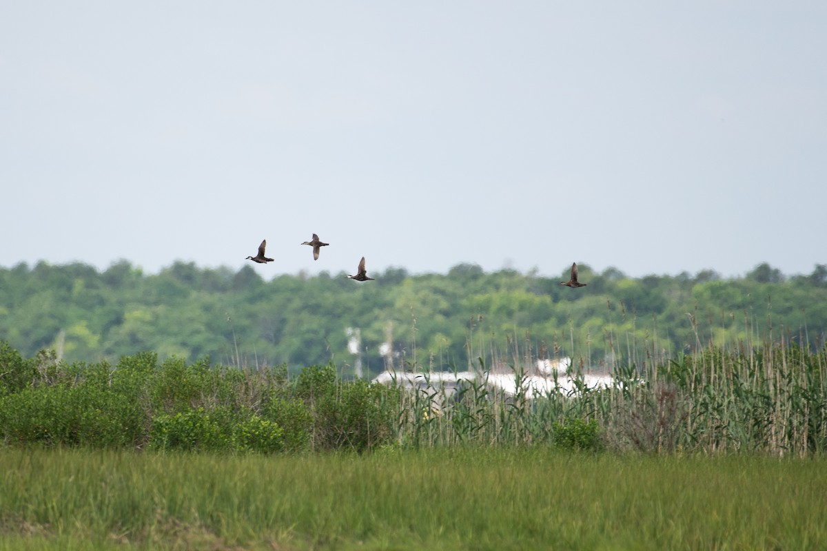 Ruddy Duck - ML620350522