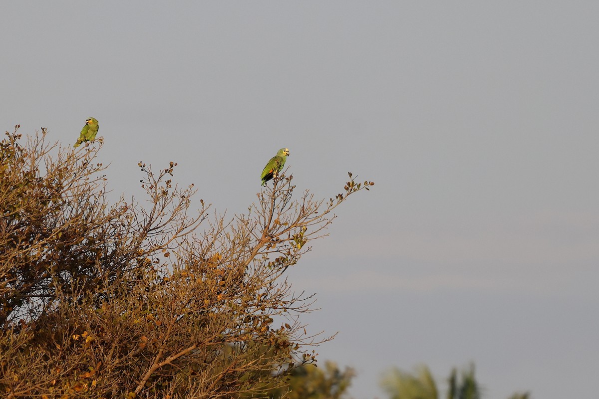 Orange-winged Parrot - ML620350531