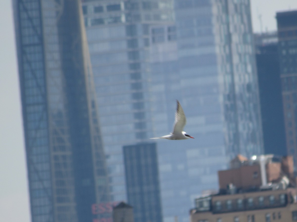 Common Tern - ML620350537