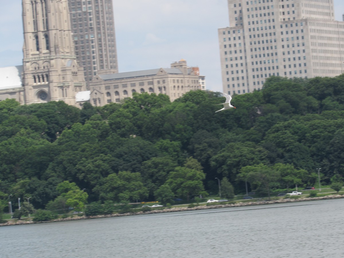 Common Tern - ML620350538