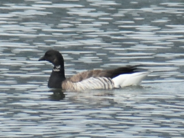 Brant (Atlantic) - ML620350548