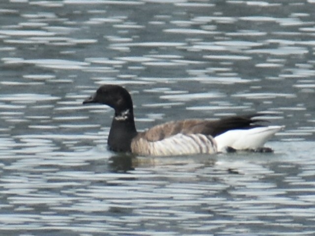 Brant (Atlantic) - ML620350549