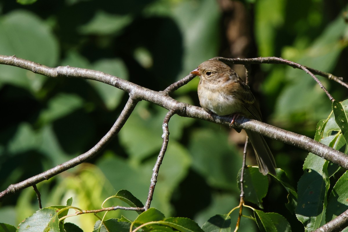 Field Sparrow - ML620350555