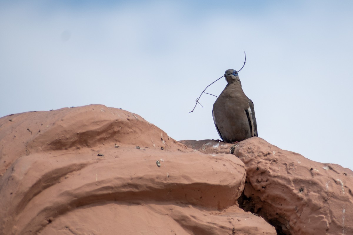 West Peruvian Dove - ML620350559