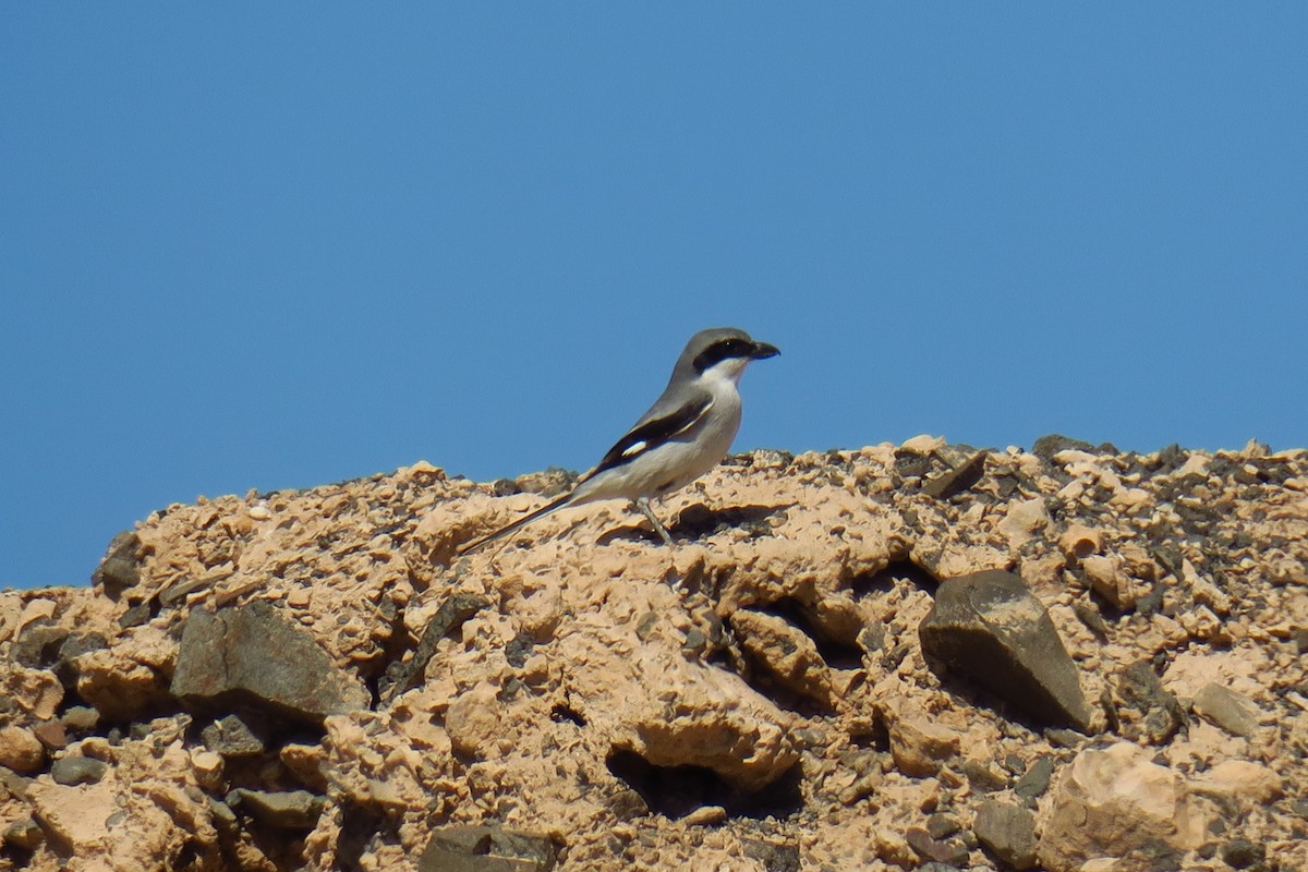 Great Gray Shrike - ML620350576