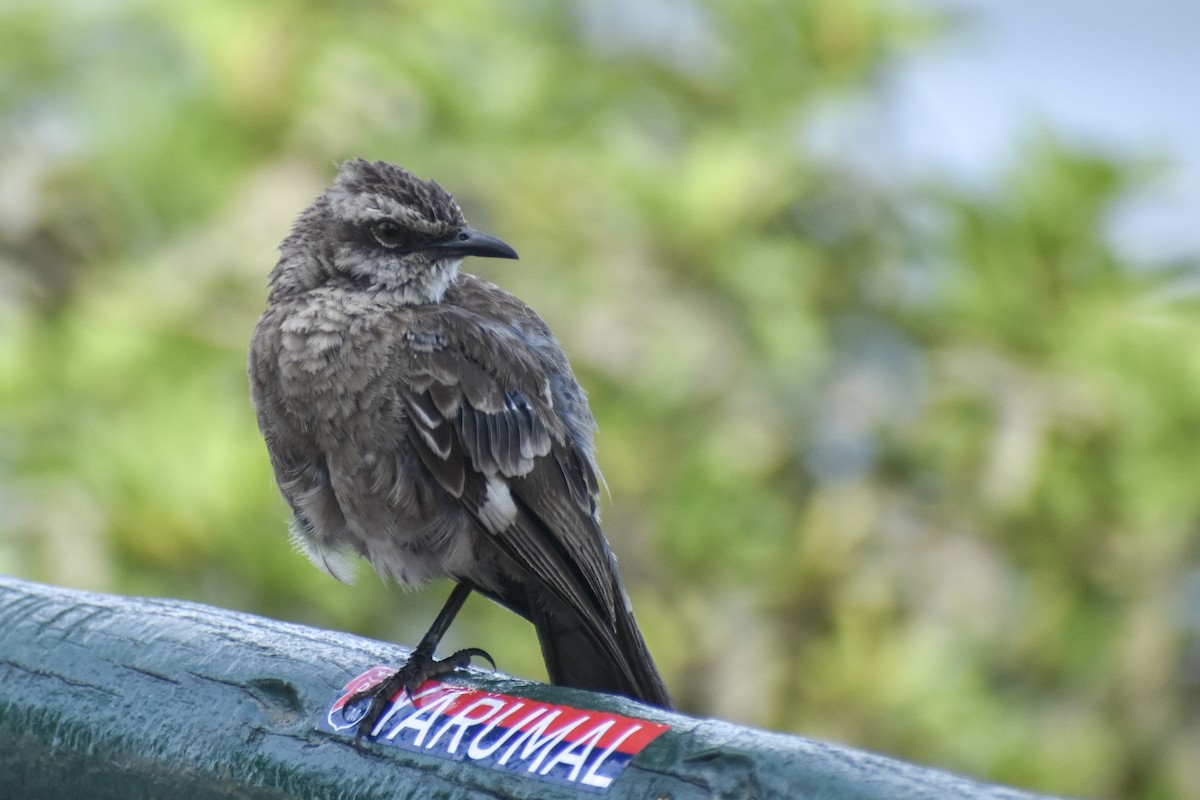 Long-tailed Mockingbird - ML620350577