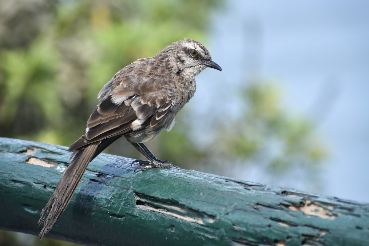 Long-tailed Mockingbird - ML620350578