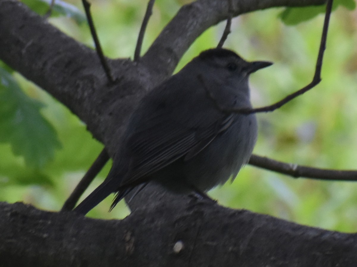 Pájaro Gato Gris - ML620350582