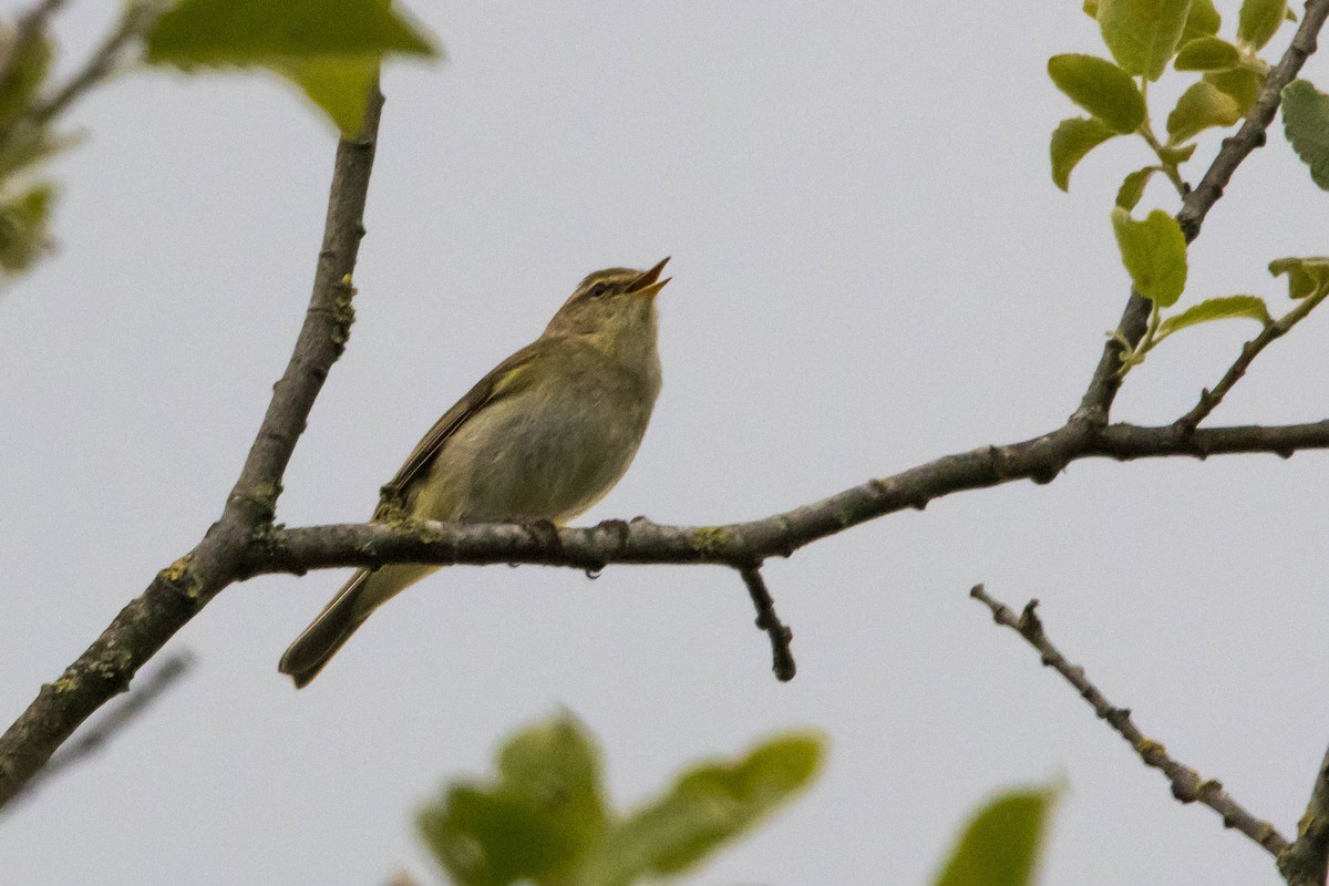 Common Chiffchaff - ML620350595