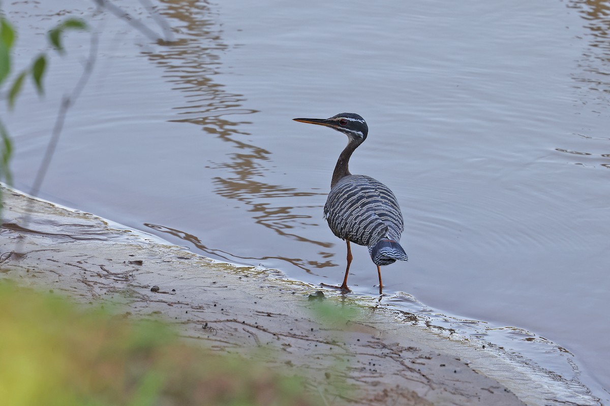 Sunbittern - ML620350598