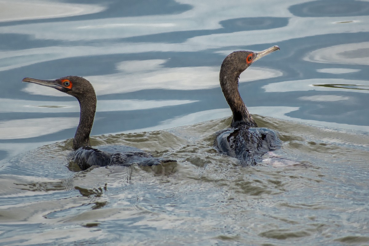 Cormorán Guanay - ML620350609