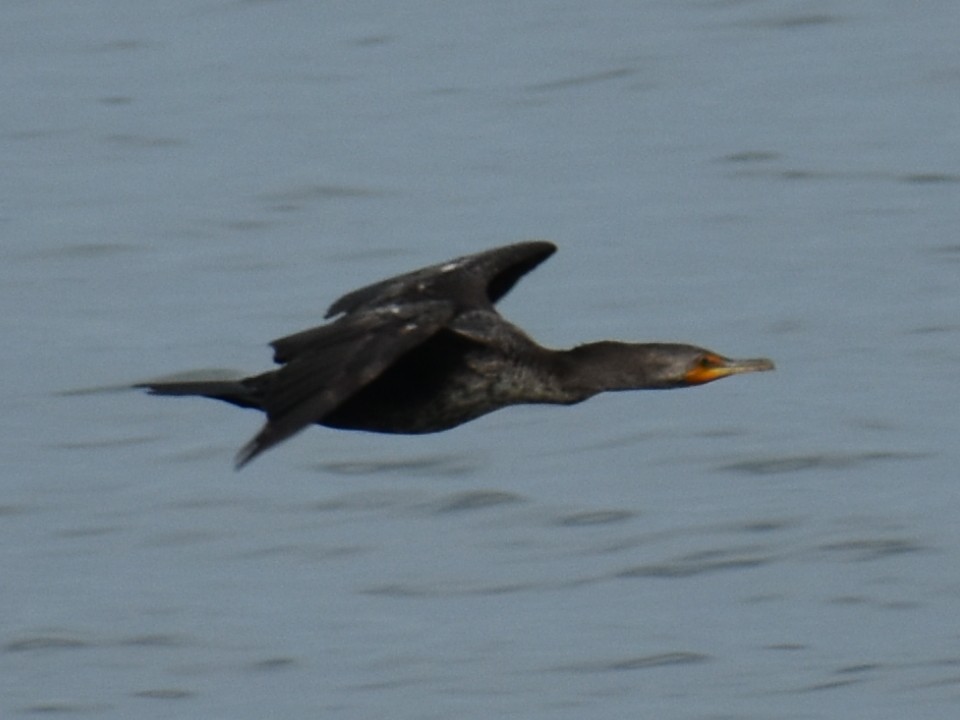 Cormorán Orejudo - ML620350619