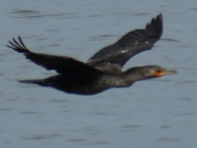 Double-crested Cormorant - ML620350620