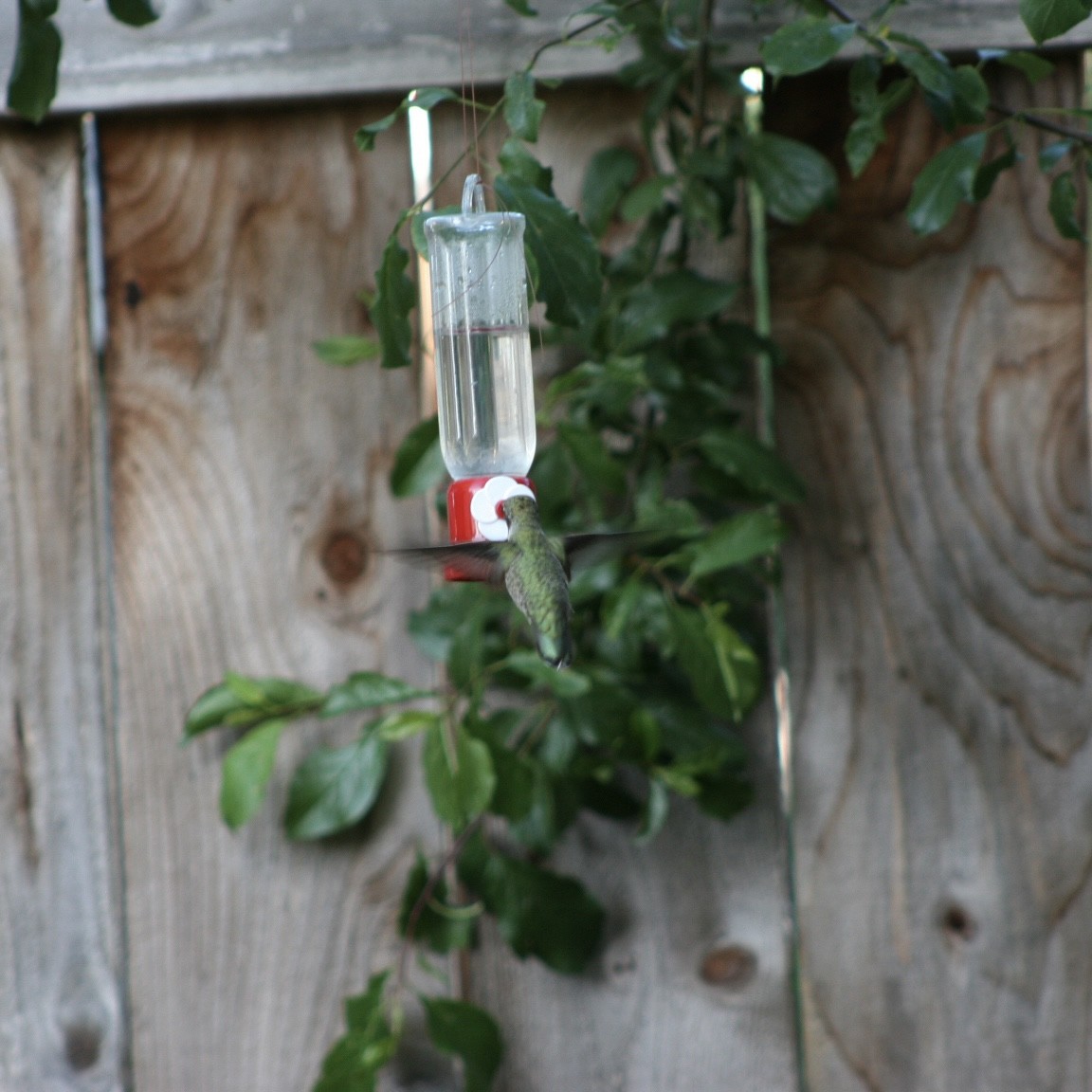 Anna's Hummingbird - ML620350624