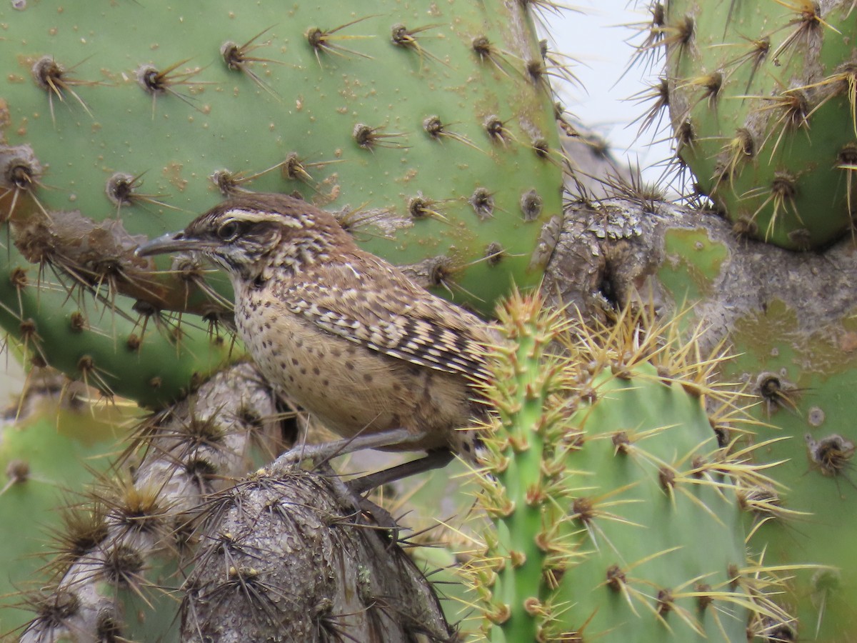 Cactus Wren - ML620350632