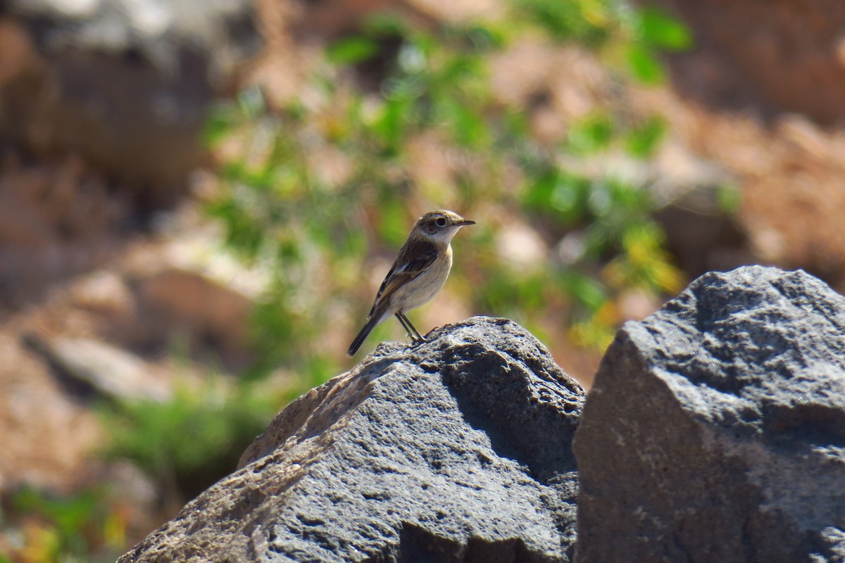 Fuerteventura Stonechat - ML620350637