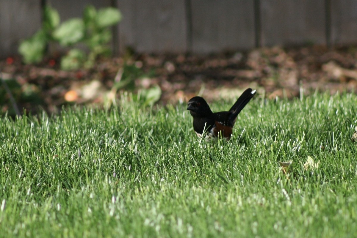 Spotted Towhee - ML620350639